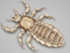 Head Louse Male 3D Model