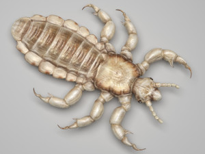 Head Louse Male 3D 모델