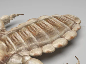 Head Louse Male 3D Model