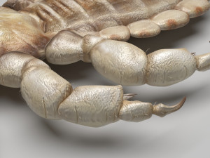 Head Louse Male 3D 모델