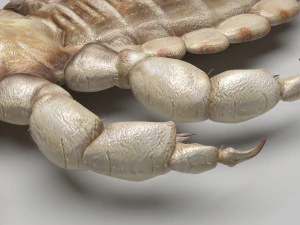 Head Louse Male 3D Model
