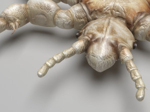 Head Louse Male 3D 모델