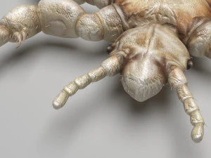 Head Louse Male 3D Model