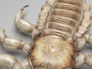 Head Louse Male 3D 모델
