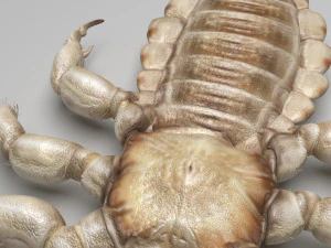 Head Louse Male 3D Model