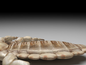 Head Louse Male 3D 모델