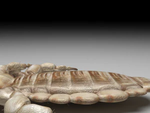Head Louse Male 3D Model
