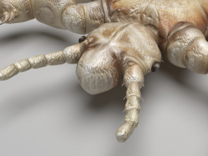 Head Louse Male 3D 모델