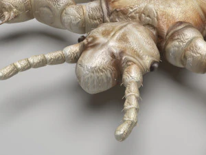 Head Louse Male 3D Model