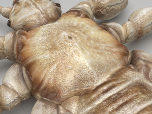 Head Louse Male 3D 모델