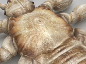 Head Louse Male 3D Model