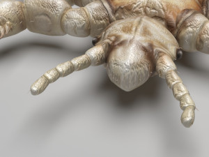 Head Louse Male 3D 모델