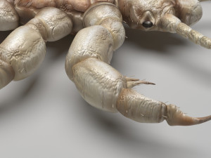 Head Louse Male 3D 모델