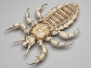 Head Louse Male 3D 모델