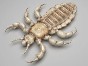 Head Louse Male 3D Model