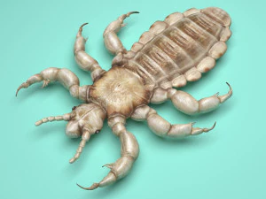 Head Louse Male 3D Model