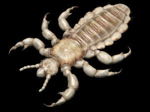 Head Louse Male 3D Model