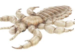 Head Louse Male 3D Model