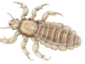 Head Louse Male 3D Model