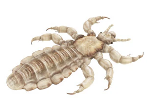 Head Louse Male 3D Model