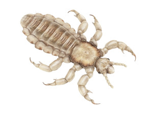Head Louse Male 3D 모델