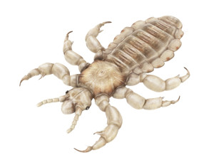 Head Louse Male 3D 모델