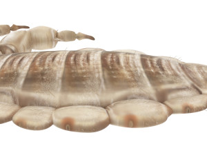Head Louse Male 3D 모델