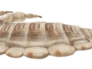 Head Louse Male 3D Model