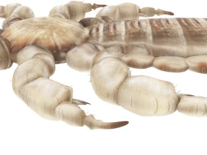 Head Louse Male 3D Model