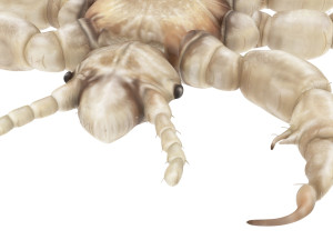 Head Louse Male 3D 모델