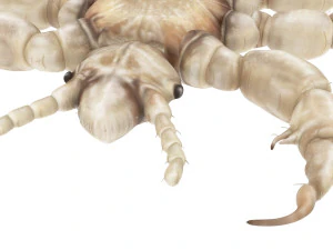 Head Louse Male 3D Model