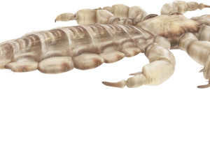 Head Louse Male 3D 모델