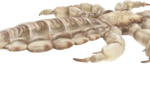 Head Louse Male 3D Model