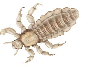 Head Louse Male 3D Model