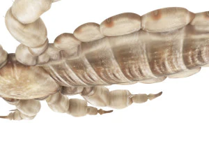 Head Louse Male 3D Model