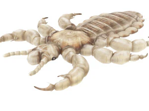 Head Louse Male 3D Model