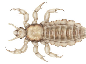 Head Louse Male 3D 모델