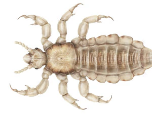 Head Louse Male 3D Model