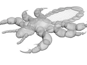 Head Louse Male 3D Model