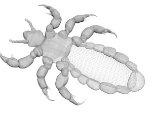 Head Louse Male 3D 모델