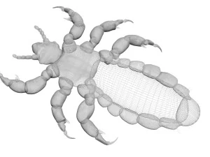 Head Louse Male 3D Model