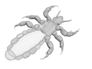 Head Louse Male 3D Model