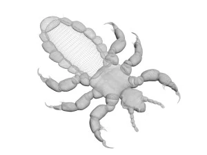 Head Louse Male 3D Model