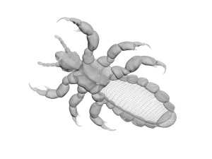 Head Louse Male 3D Model