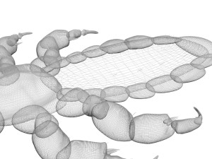 Head Louse Male 3D 모델