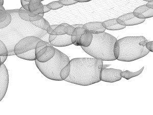 Head Louse Male 3D 모델