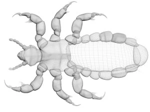 Head Louse Male 3D Model