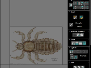 Head Louse Male 3D Model