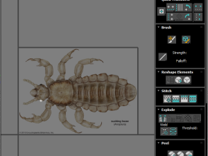 Head Louse Male 3D 모델