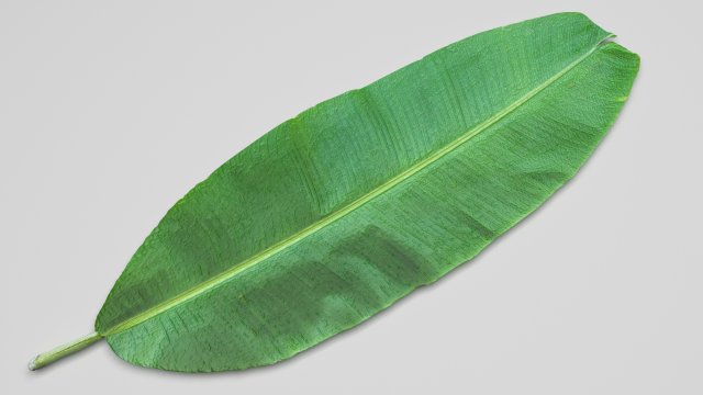 Banana Leaf 3D Modell .c4d .max .obj .3ds .fbx .stl .blend